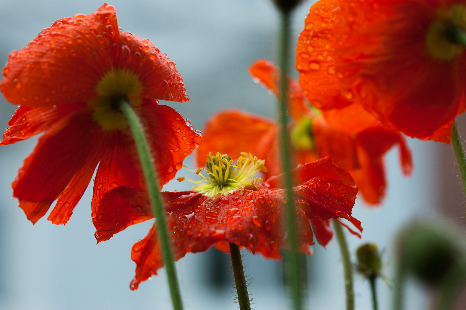 Roter Mohn im Regen