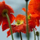 Roter Mohn im Regen