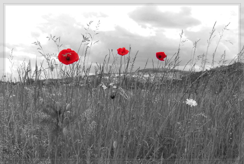 roter Mohn im Remstal