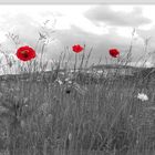 roter Mohn im Remstal