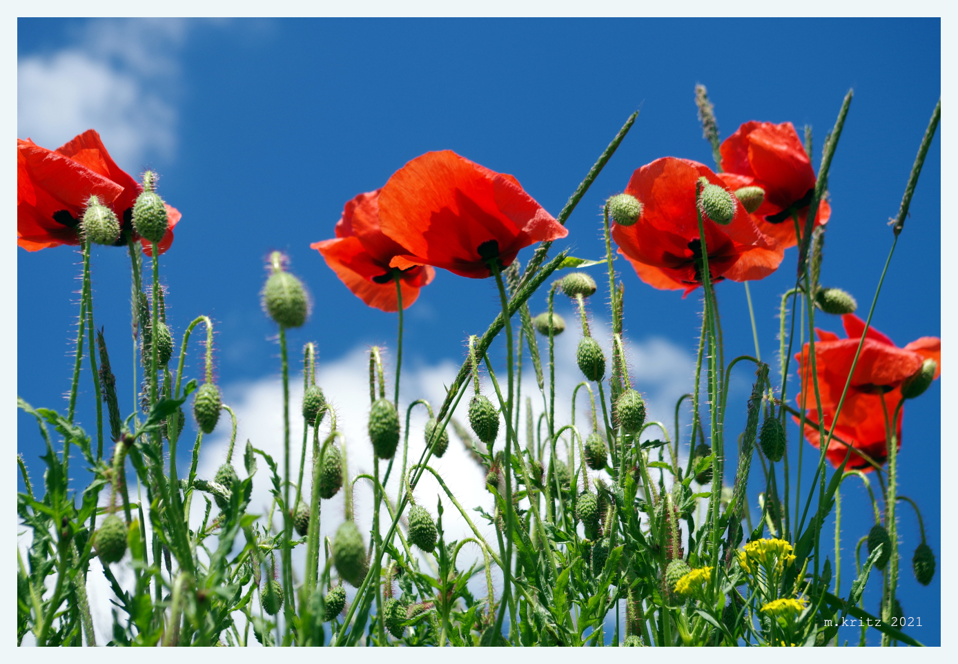 Roter Mohn im Sommerwind