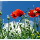 Roter Mohn im Sommerwind