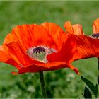 Roter Mohn im Tachenhäuser Hof