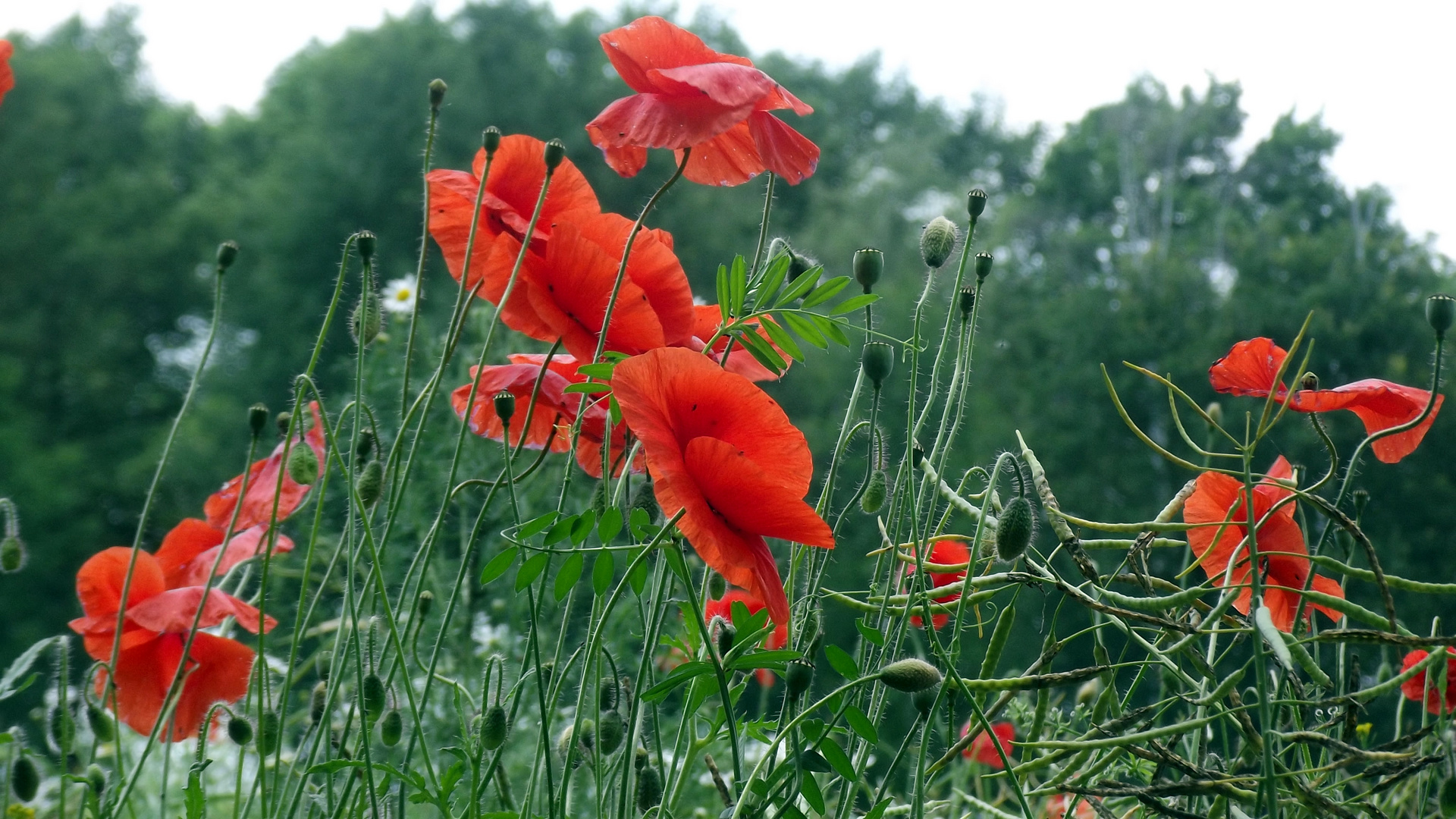 Roter Mohn im Wind