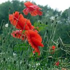 Roter Mohn im Wind