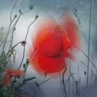 Roter Mohn im Wind