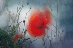 Roter Mohn im Wind