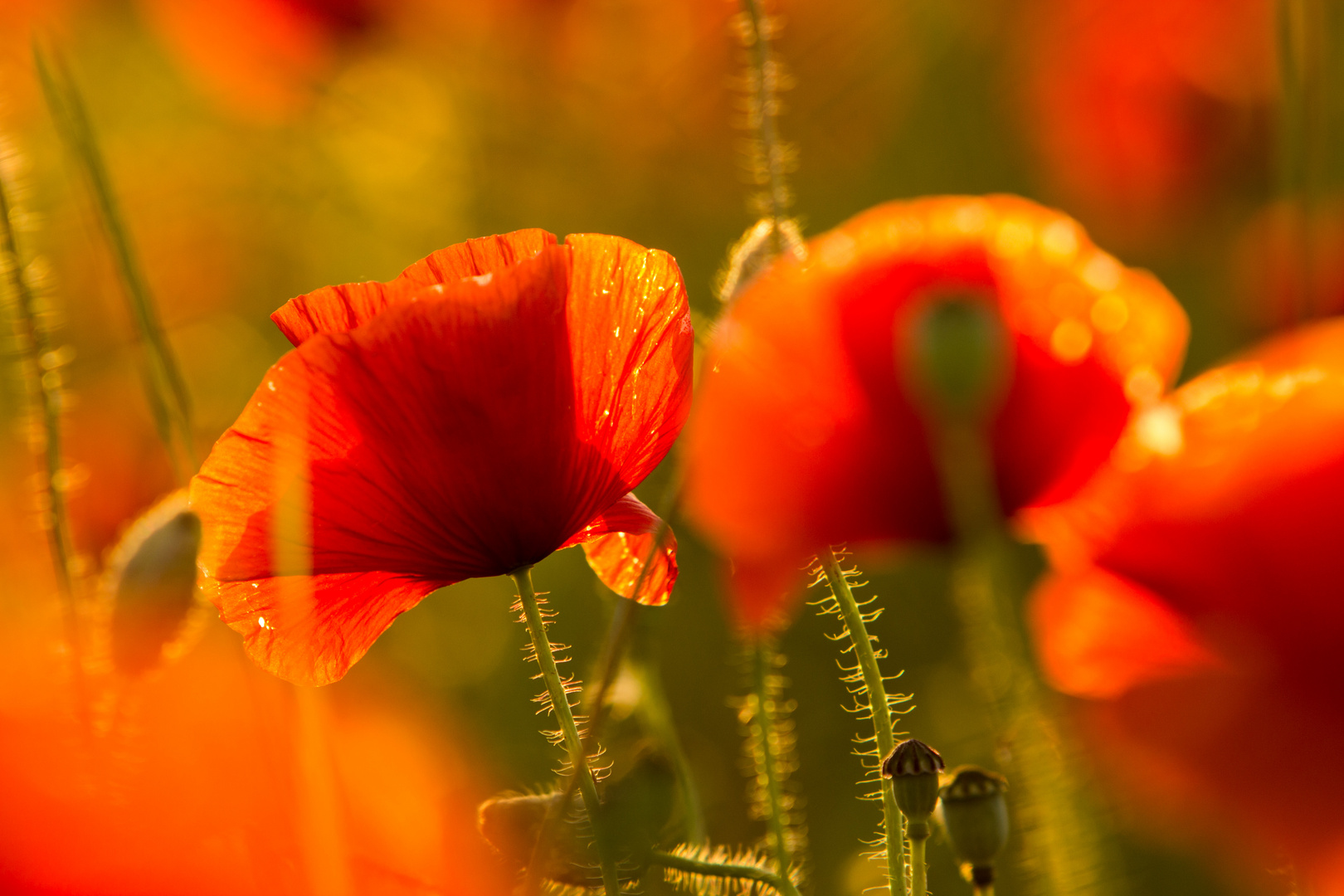 Roter Mohn in der goldenen Stunde.