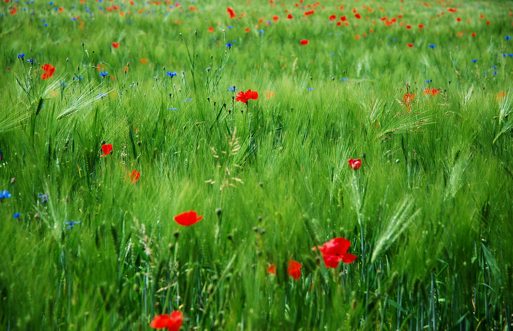 Roter Mohn in grünem Kleid