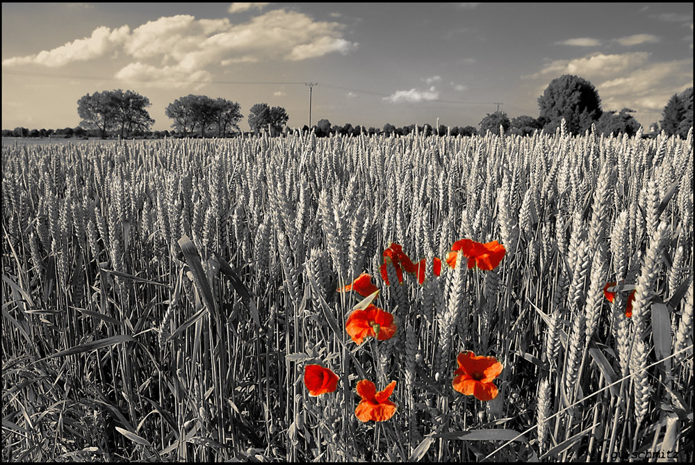 Roter Mohn in monochromer Niederrheinlandschaft