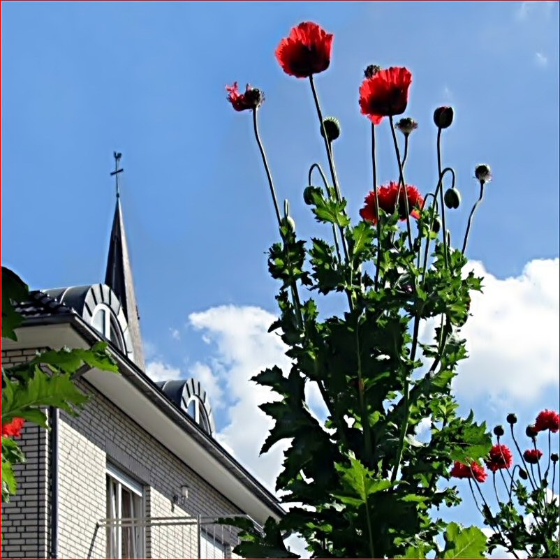 Roter Mohn in Nordwalde