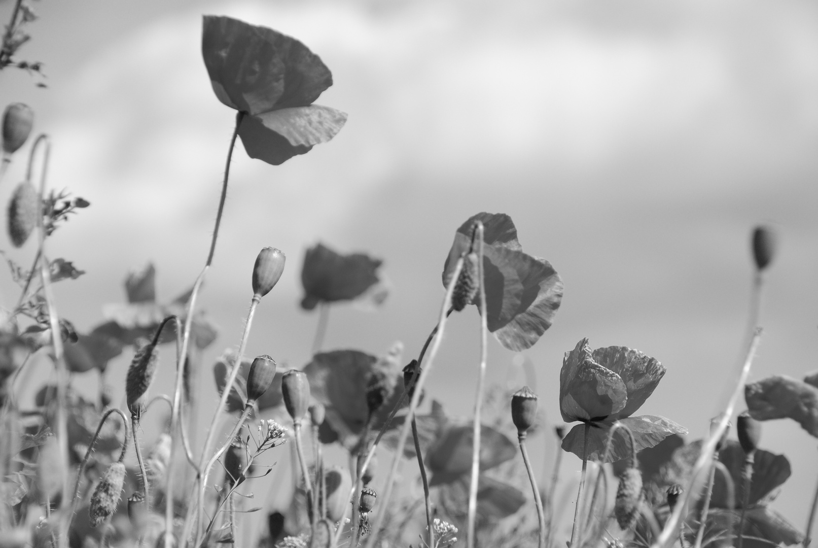 Roter Mohn in Schwarz/Weiß ...