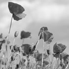 Roter Mohn in Schwarz/Weiß ...