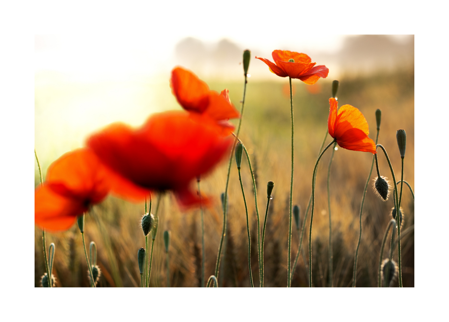 roter Mohn IV