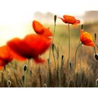 roter Mohn IV