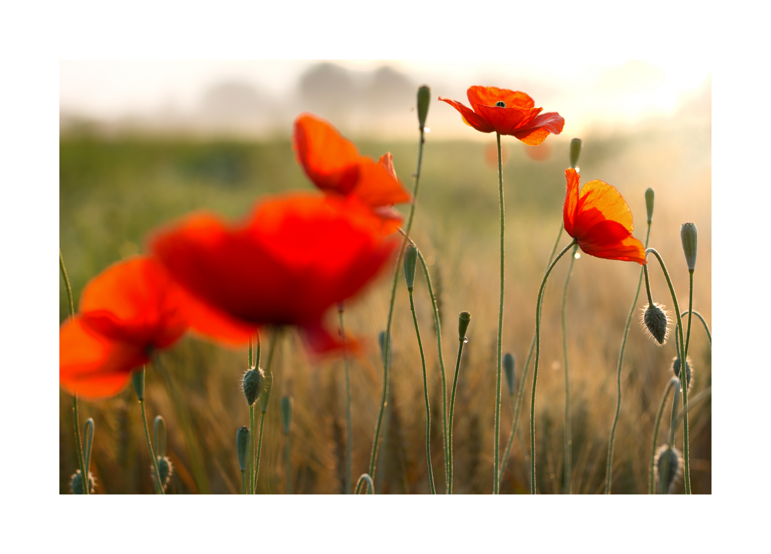 roter Mohn IV