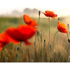 roter Mohn IV