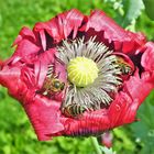 Roter Mohn mit 3 Bienen