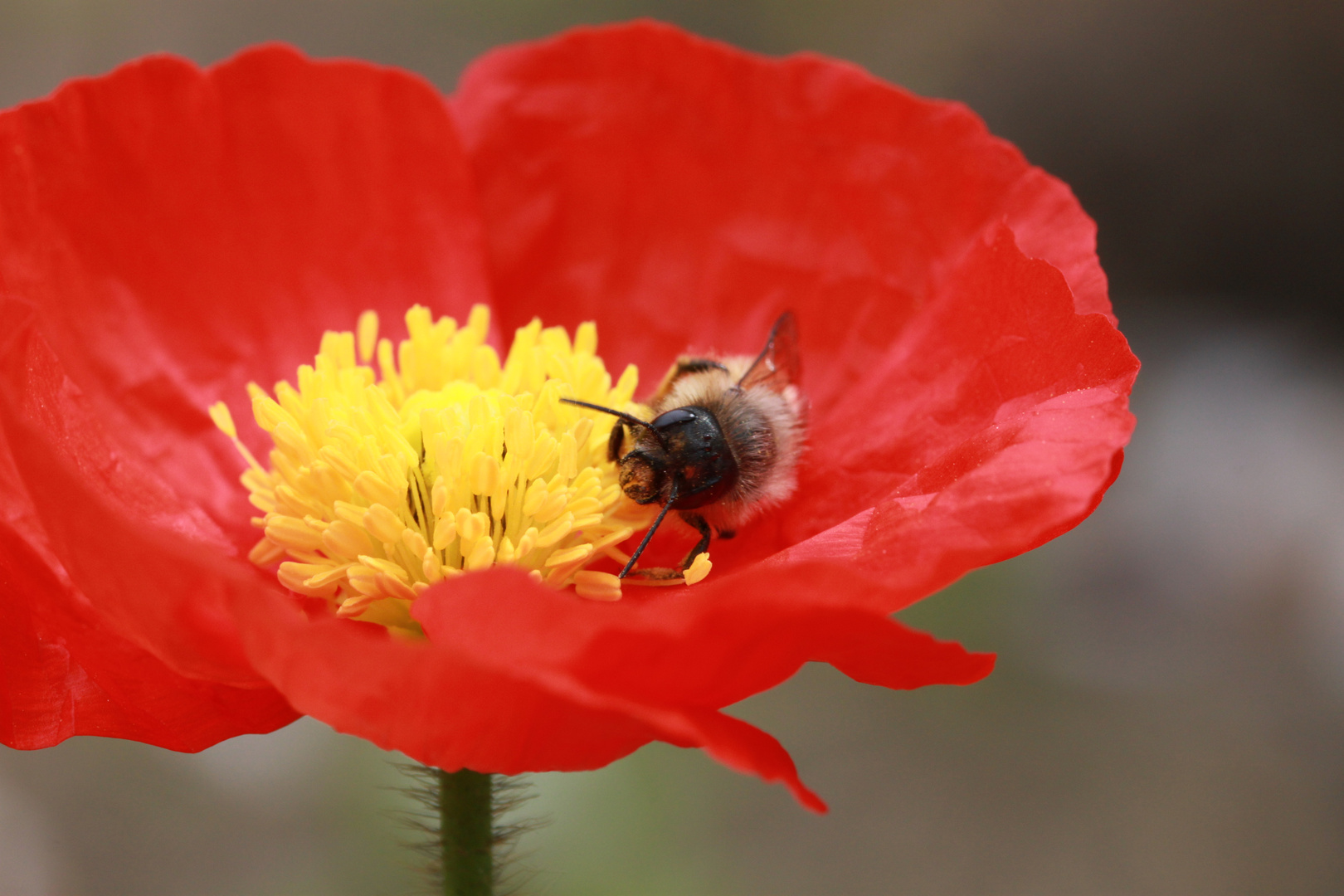 Roter Mohn mit Besuch