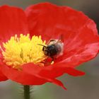 Roter Mohn mit Besuch