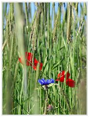 Roter Mohn mit Blau und Grün