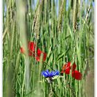 Roter Mohn mit Blau und Grün