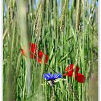 Roter Mohn mit Blau und Grün