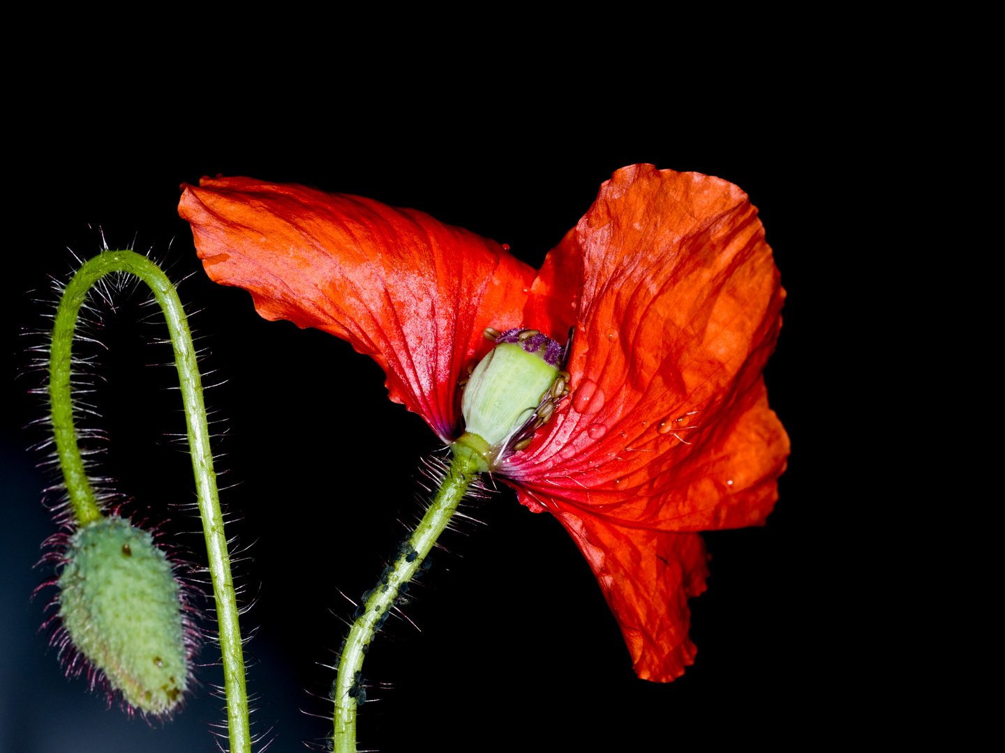 Roter Mohn mit Knospe 