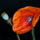 Roter Mohn mit Knospe und Blattlausbefall