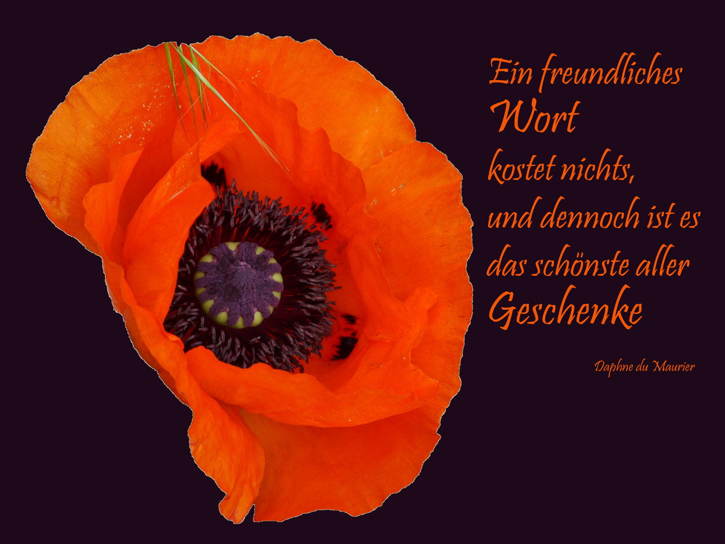 roter Mohn mit Spruch 1 Foto & Bild natur, mohn, pflanzen Bilder auf