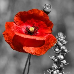 Roter Mohn (neu)