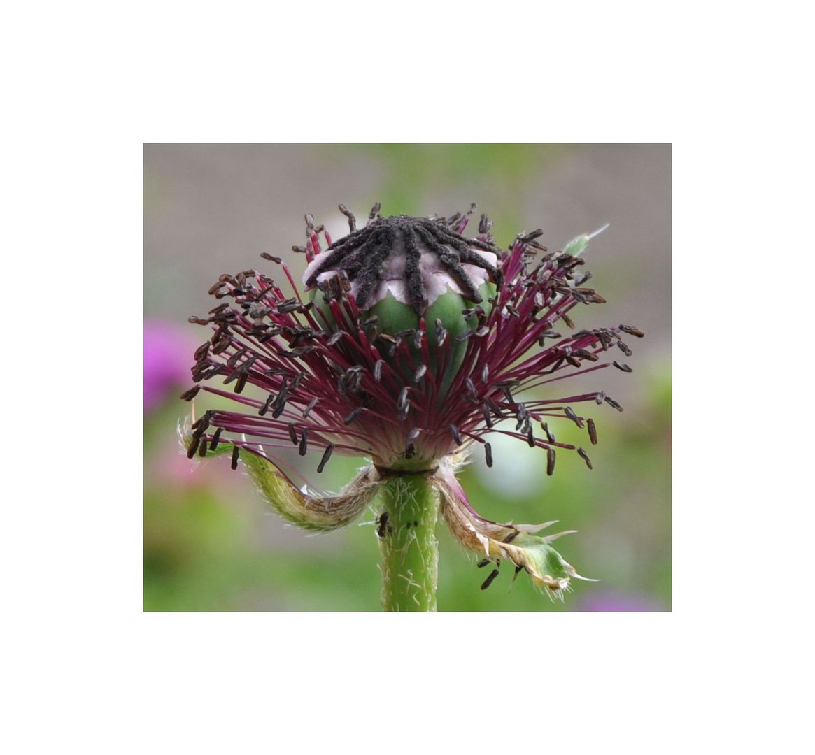 Roter Mohn Nr. 3