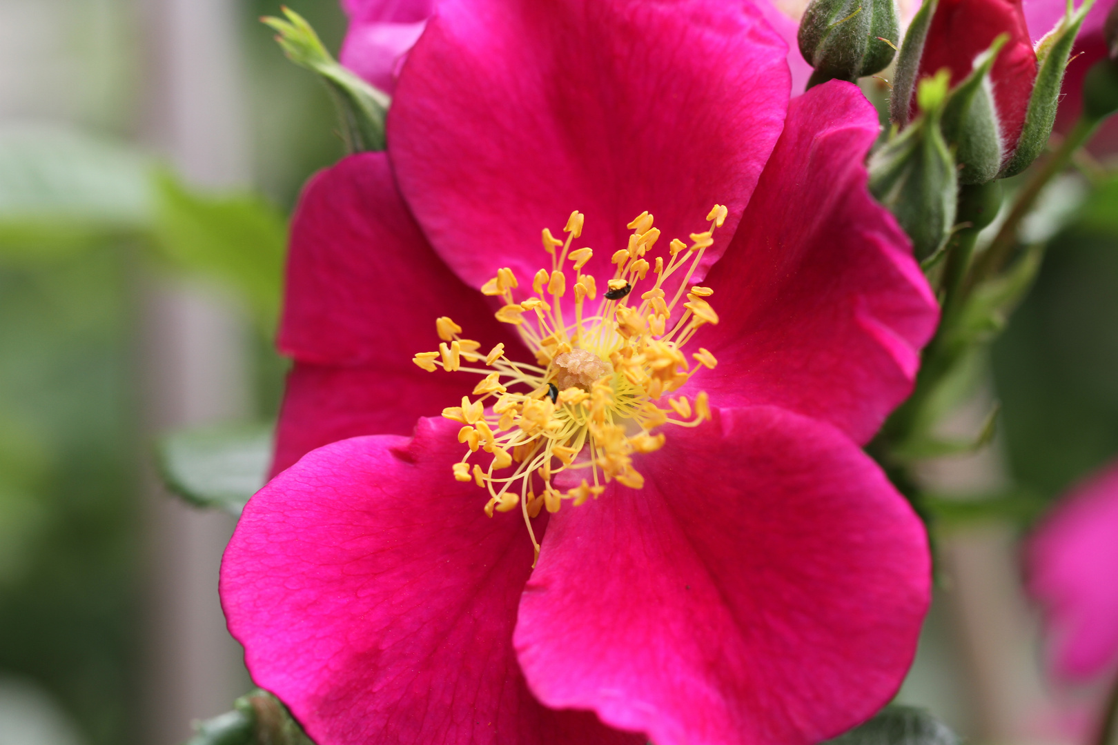 roter Mohn.   Oh.  Falsches Foto  stimmt. Ist eine Rose    Sorry