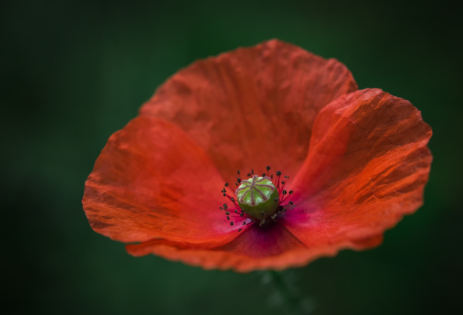 Roter Mohn (Papaver)