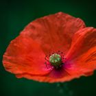 Roter Mohn (Papaver)