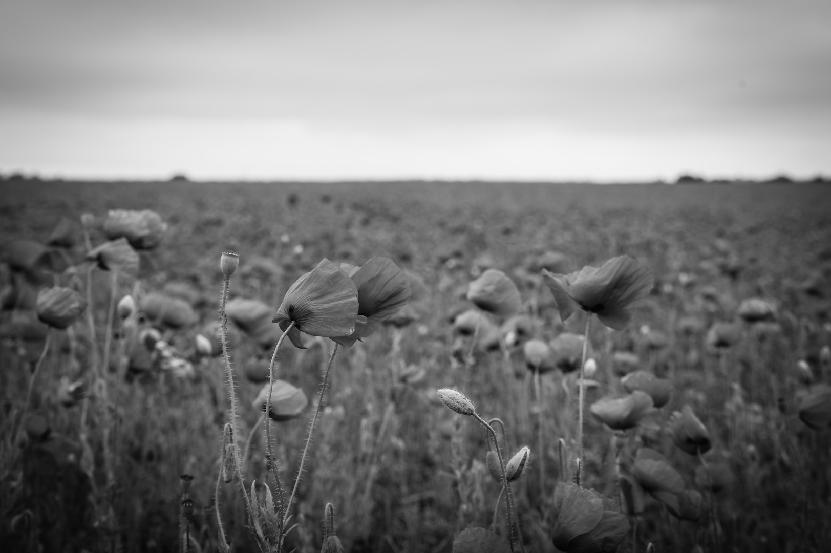 roter Mohn... rundumher