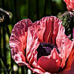 ROTER MOHN. SPANISCHE ASSOZIATIONEN