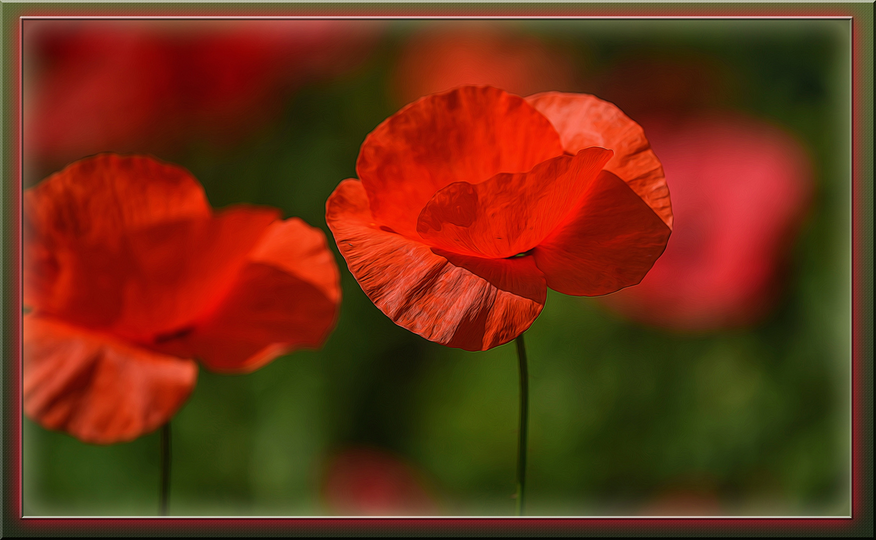 roter "Mohn Tag"