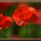 roter "Mohn Tag"