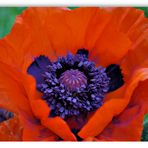 roter Mohn, über Nacht neu erblüht