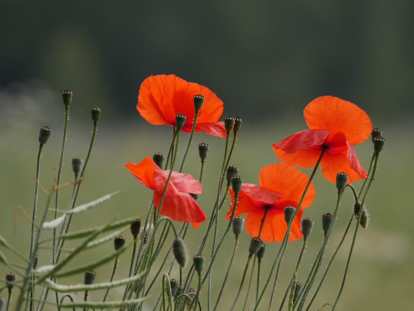 Roter Mohn... unbearbeitet