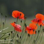 Roter Mohn... unbearbeitet