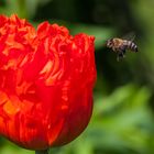 Roter Mohn und Biene