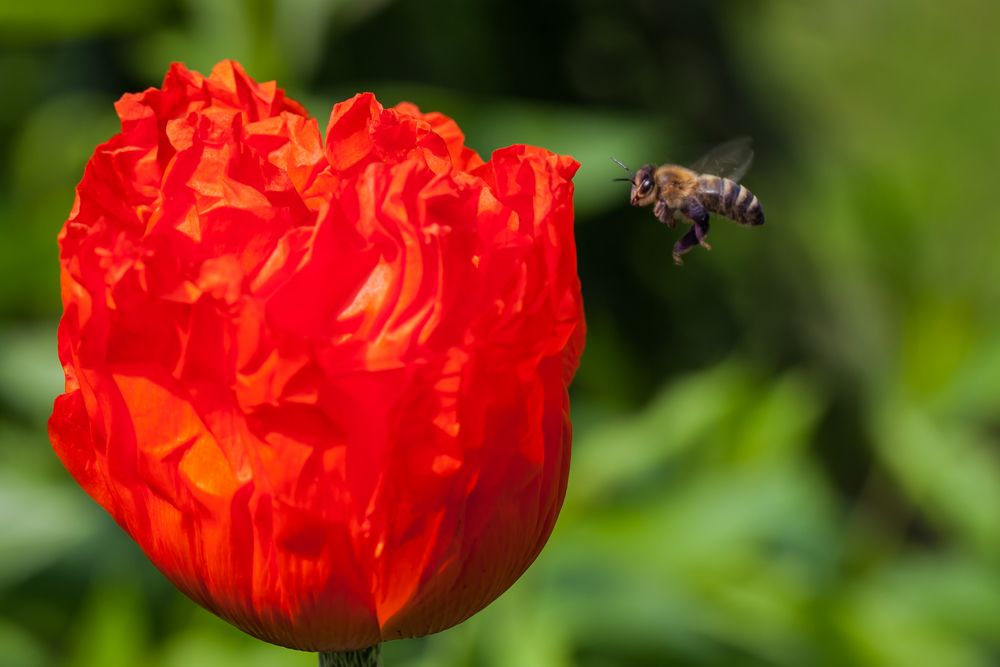 Roter Mohn und Biene