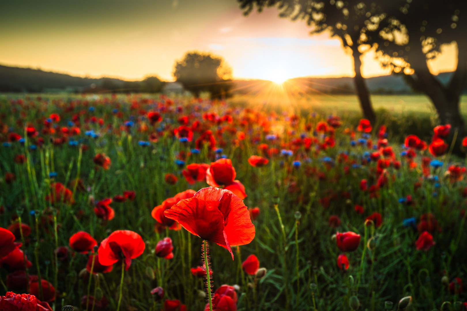 Roter Mohn und blaue Kornblumen