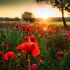 Roter Mohn und blaue Kornblumen