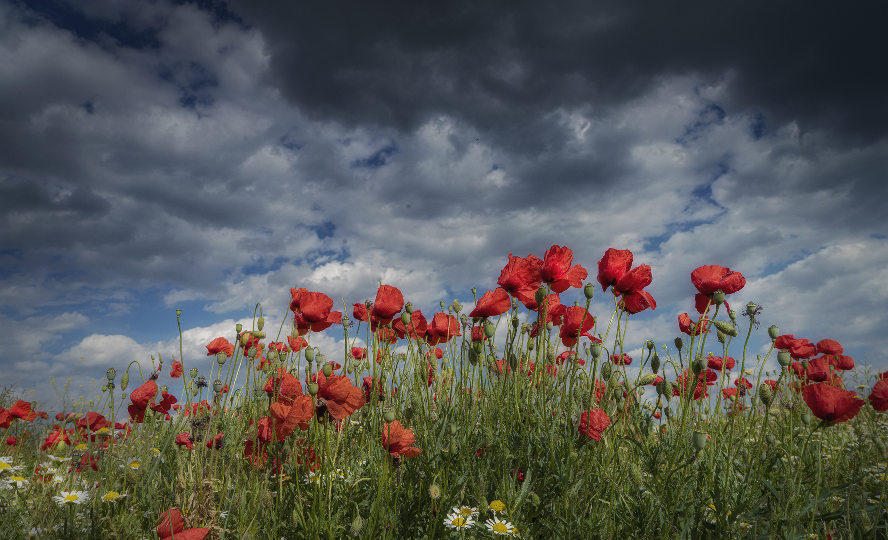 Roter Mohn und dunkle Wolken