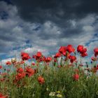 Roter Mohn und dunkle Wolken