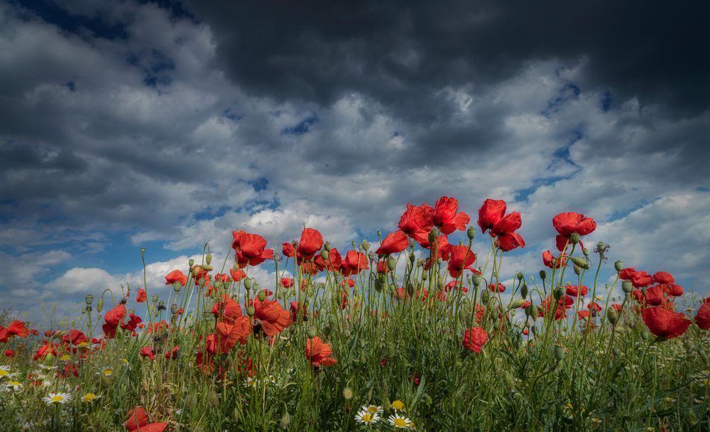 Roter Mohn und dunkle Wolken