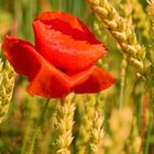 Roter Mohn und Getreide